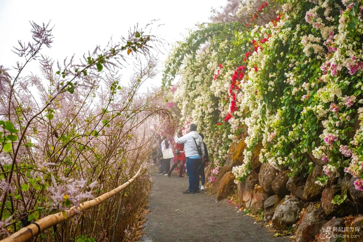 全台最美「粉紅麝香木」祕境開放了！拍爆6000坪夢幻花海，門票只要100元