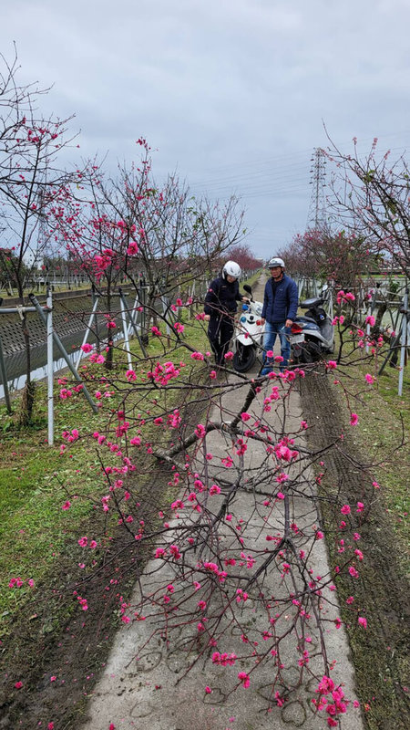 位在宜蘭縣羅東鎮的羅莊櫻花步道進入賞花季，但樹枝幹遭破壞。鎮公所11日表示，經調查是代耕業者貪圖方便，把農耕機具從田間開上來，才會撞斷或勾到櫻花樹，將向業者求償。（羅東鎮公所提供）中央社記者沈如峰宜蘭縣傳真 114年2月11日