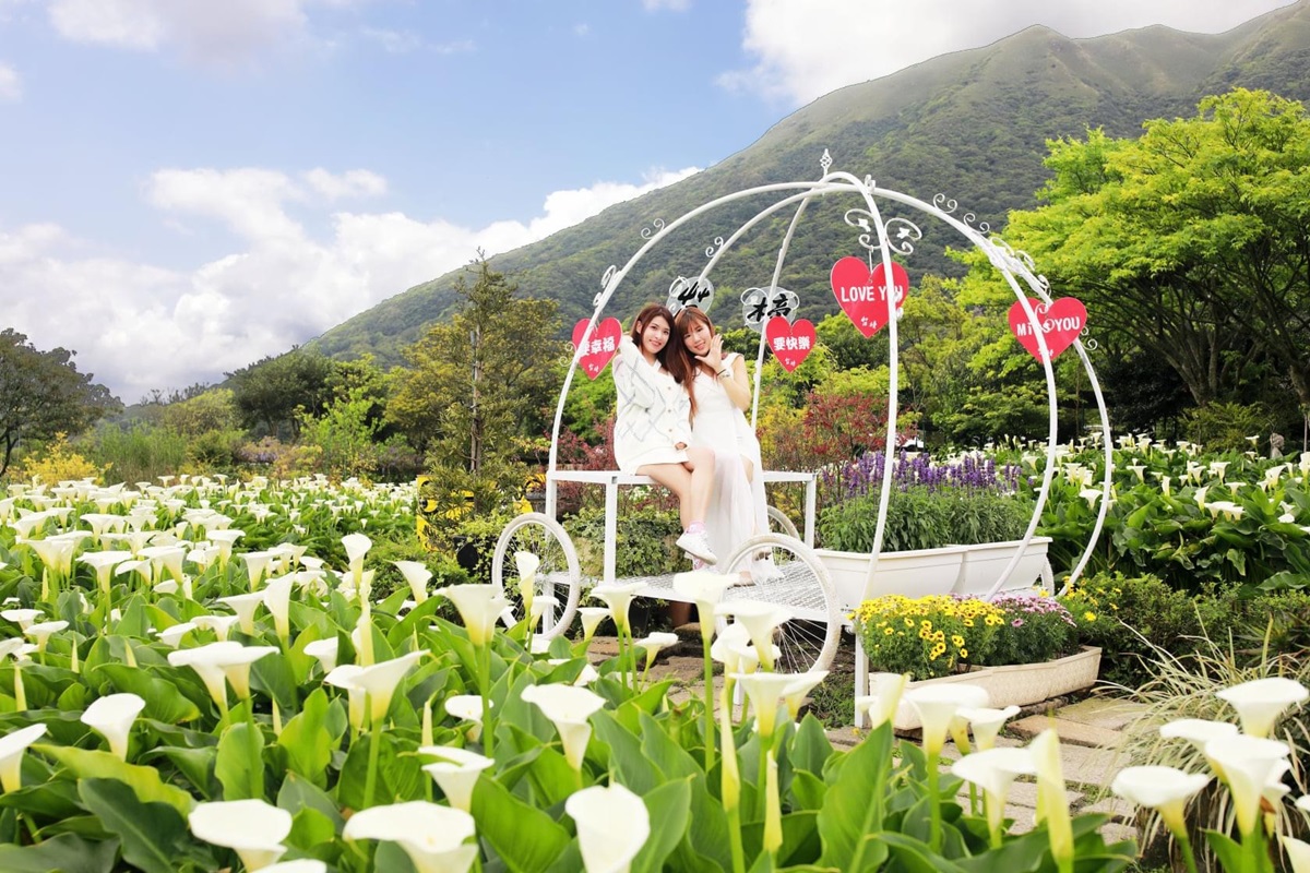 2025陽明山海芋賞花攻略！竹子湖一日遊，海芋季活動＋周邊景點推薦