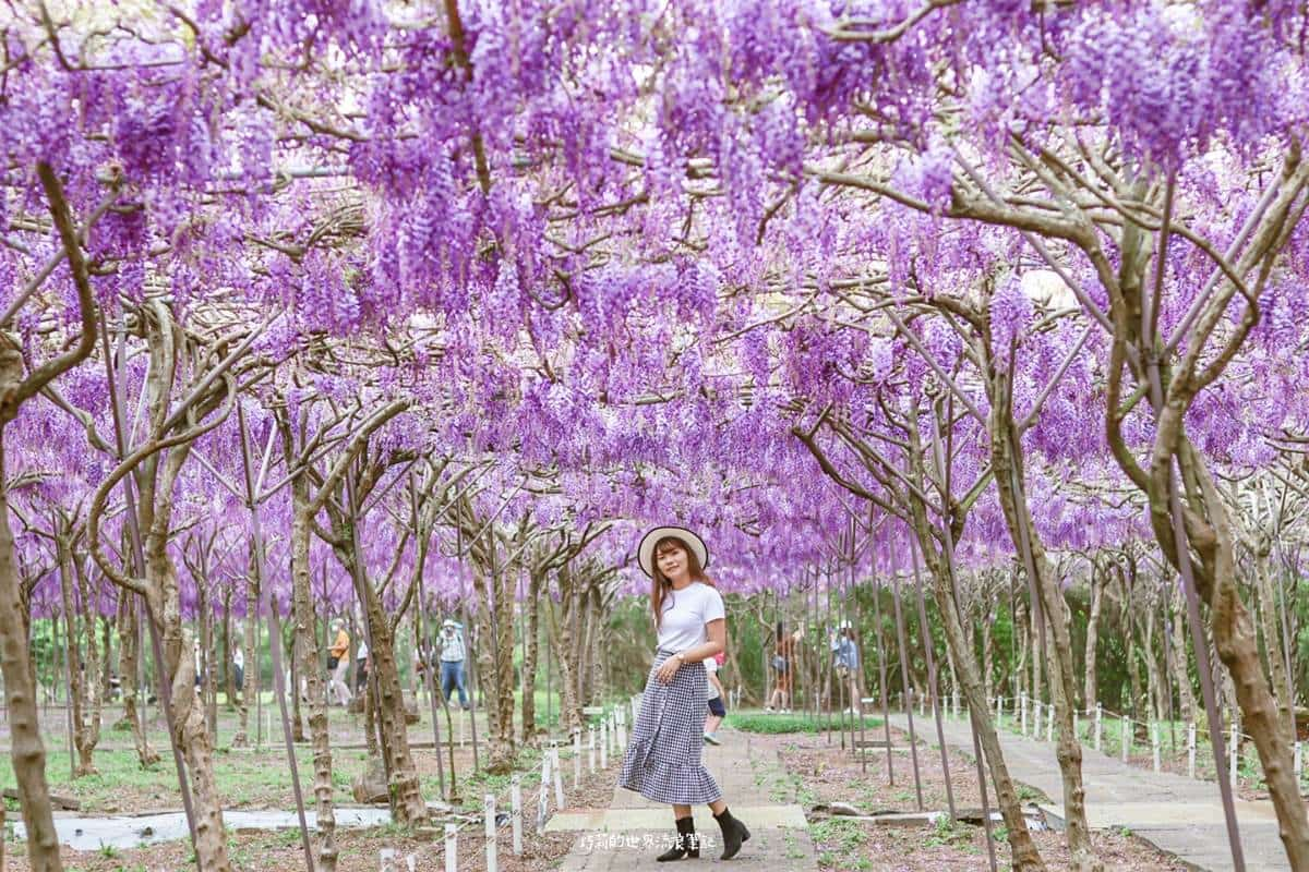 全台最大紫藤花園「這時」開放！上千株紫藤花海比往年更美，限時２週快搶拍