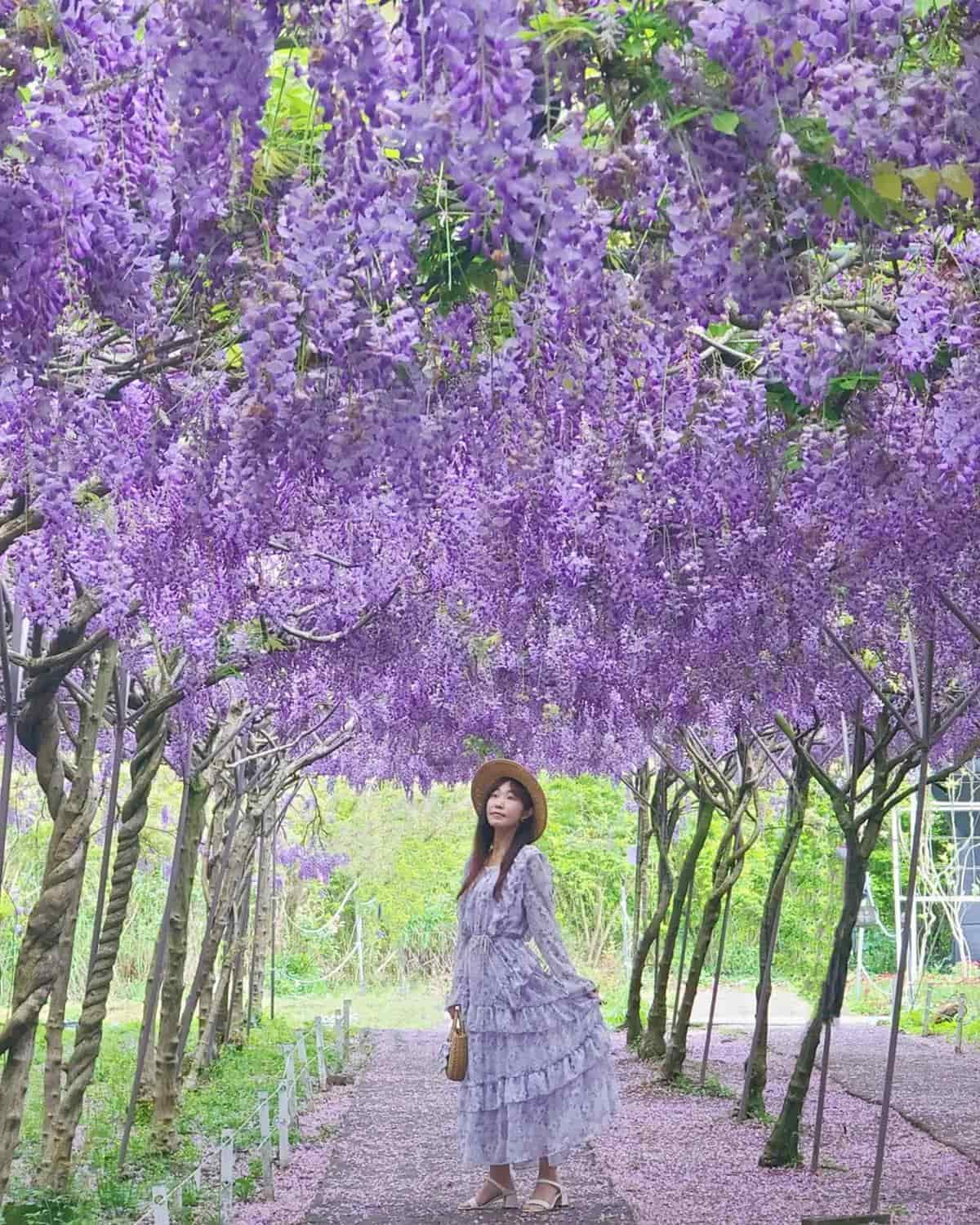 全台最大紫藤花園「這時」開放！上千株紫藤花海比往年更美，限時２週快搶拍