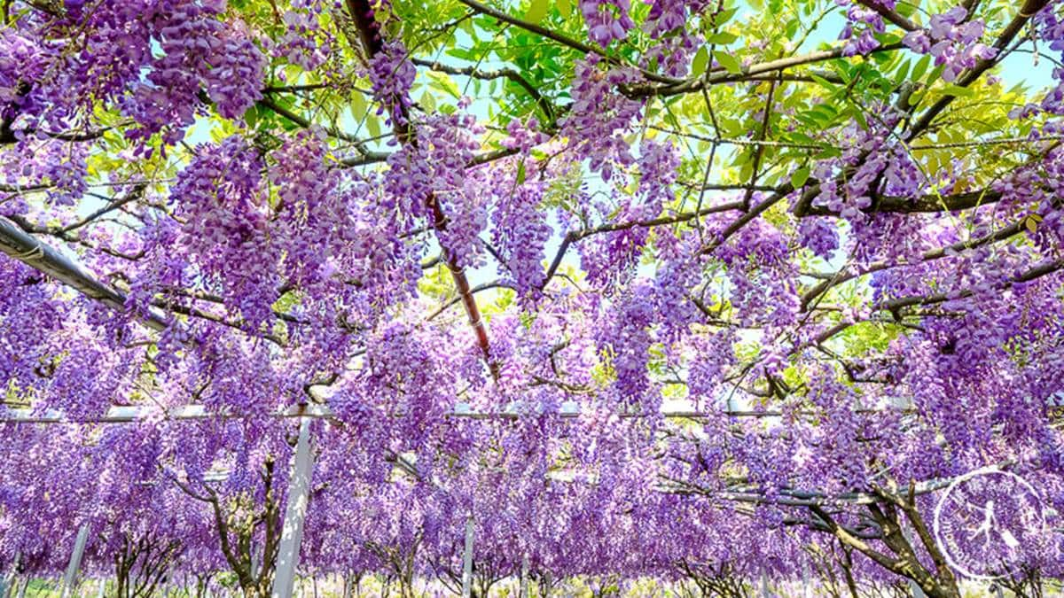 全台最大「紫藤花祕境」在新北！３月這天開放入園，跨界聯名動漫《鬼滅之刃》