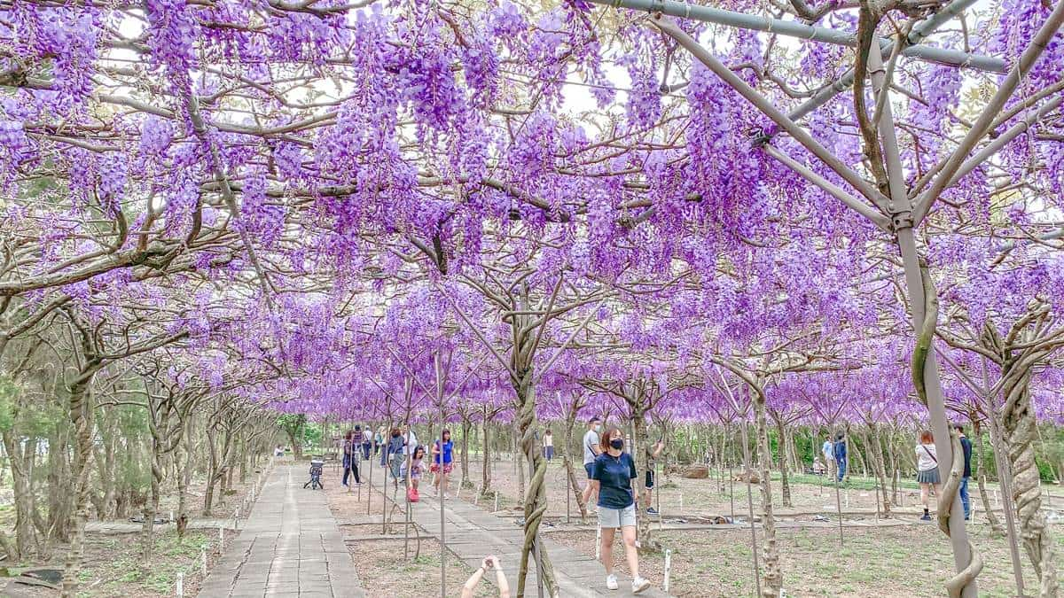 全台最大「紫藤花祕境」在新北！３月這天開放入園，跨界聯名動漫《鬼滅之刃》