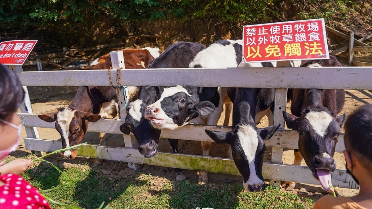 花壇美食TOP20：在地人私藏小吃清單、人氣土雞餐廳推薦