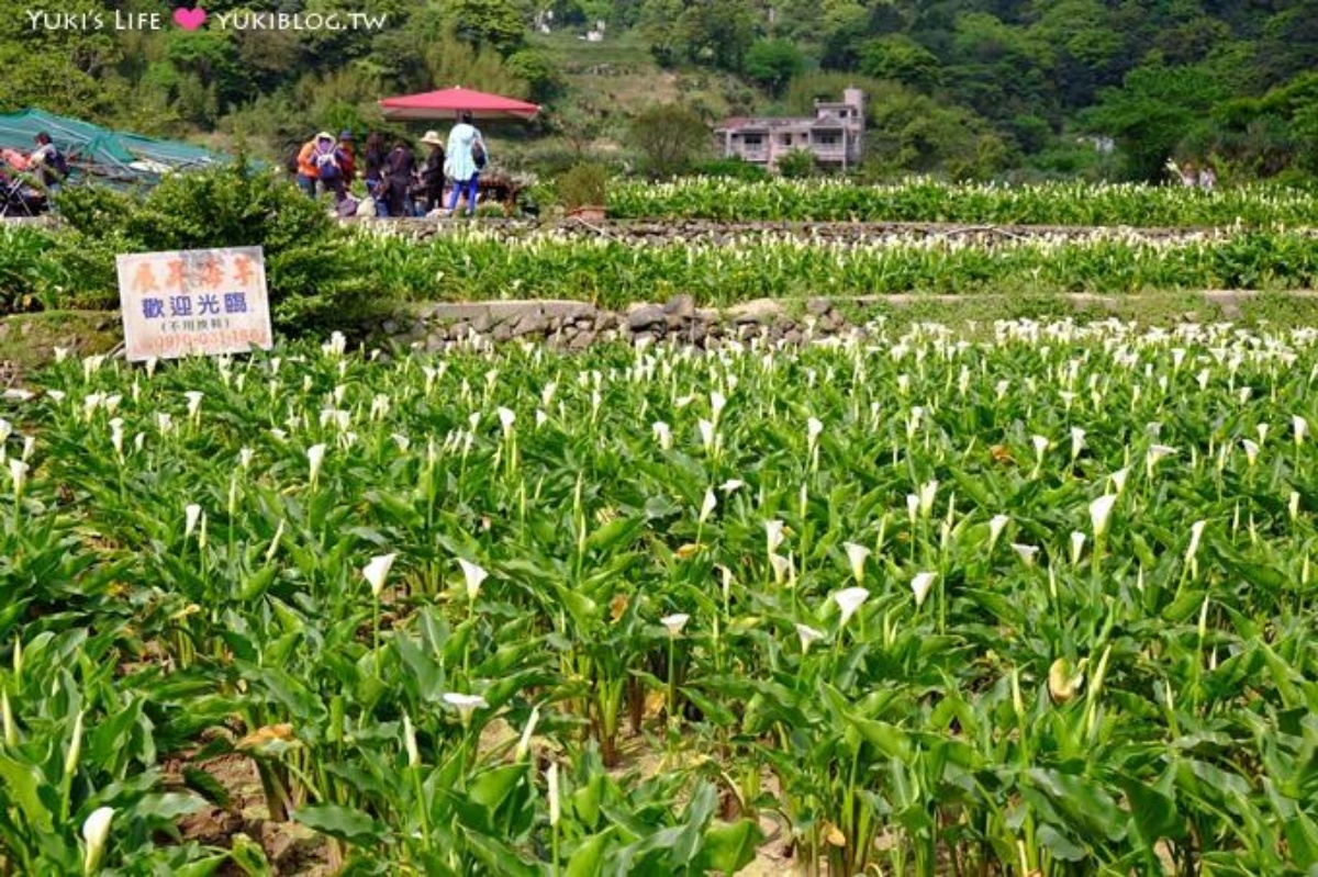 2025陽明山海芋賞花攻略！竹子湖一日遊，海芋季活動＋周邊景點推薦