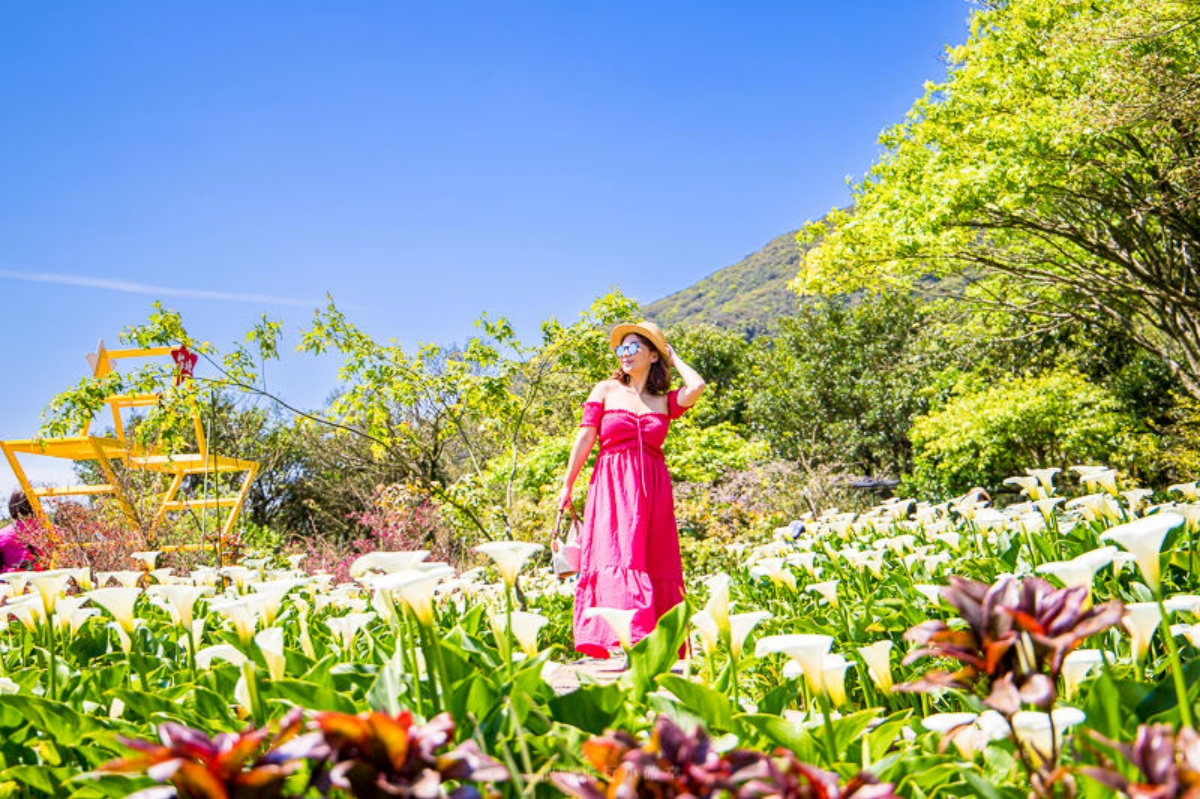 2025陽明山海芋賞花攻略！竹子湖一日遊，海芋季活動＋周邊景點推薦