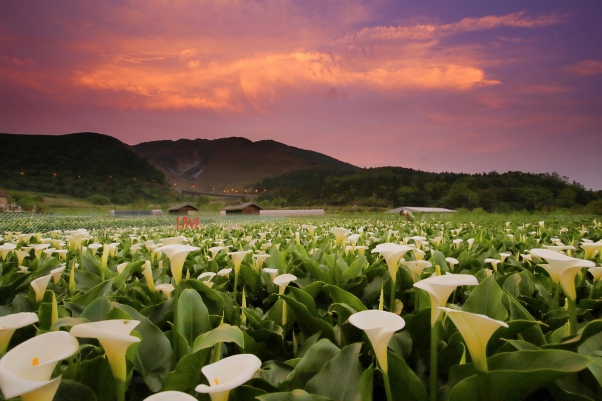 2025陽明山海芋賞花攻略！竹子湖一日遊，海芋季活動＋周邊景點推薦