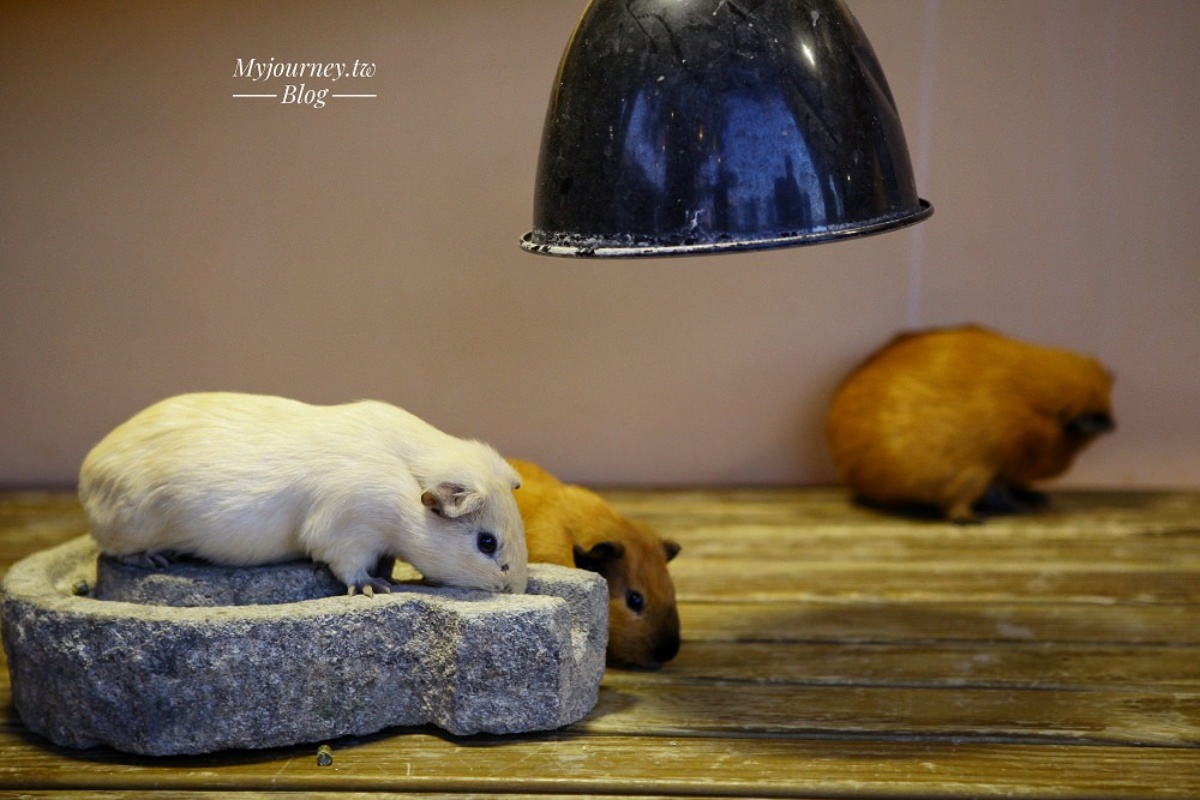 白天看動物、晚上看無敵夜景！網友激推中部親子景點，互動超萌水豚、笑笑羊