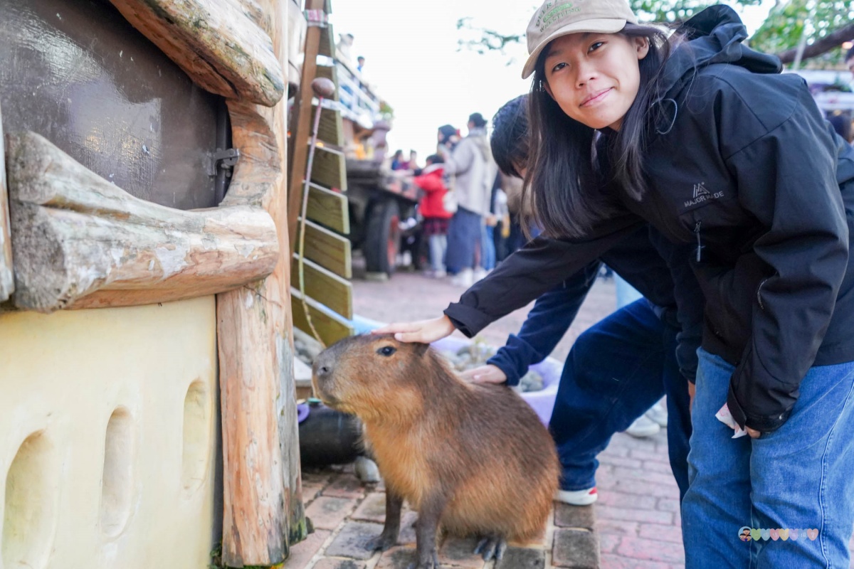 白天看動物、晚上看無敵夜景！網友激推中部親子景點，互動超萌水豚、笑笑羊