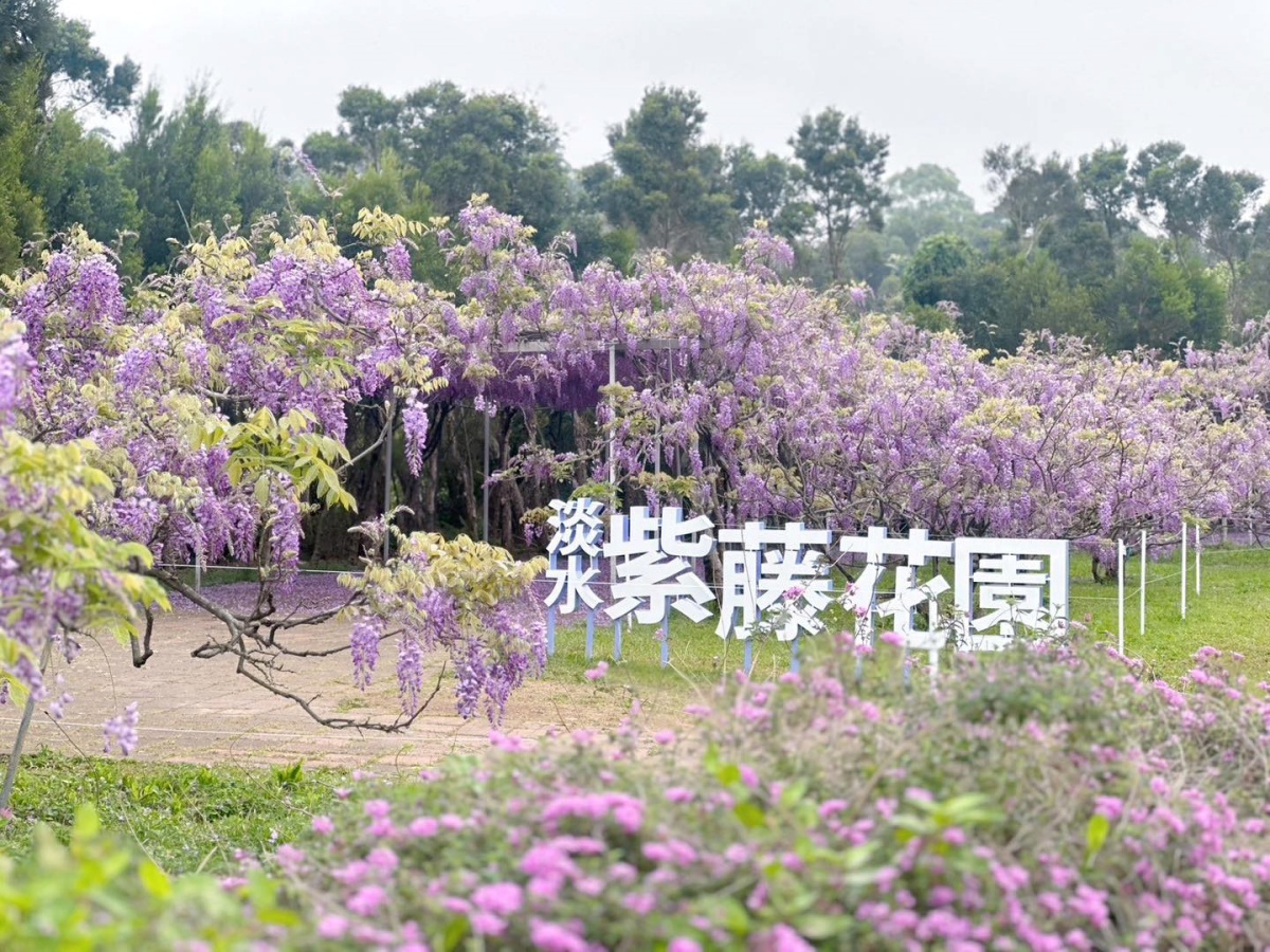 全台最大「紫藤花祕境」在新北！３月這天開放入園，跨界聯名動漫《鬼滅之刃》