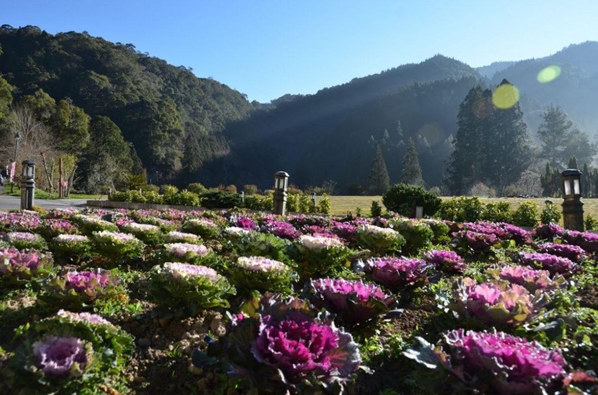 「杉林溪森林生態渡假園區」遊玩攻略：門票、花季情報、周邊景點