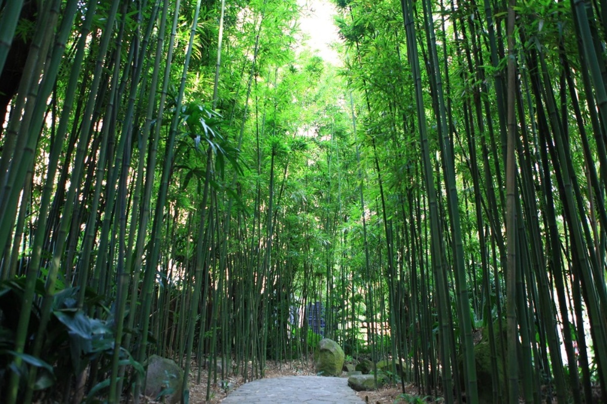 都市裡的綠洲在這！大台北７間森林系餐廳，純白系玻璃屋、竹林咖啡秘境必拍