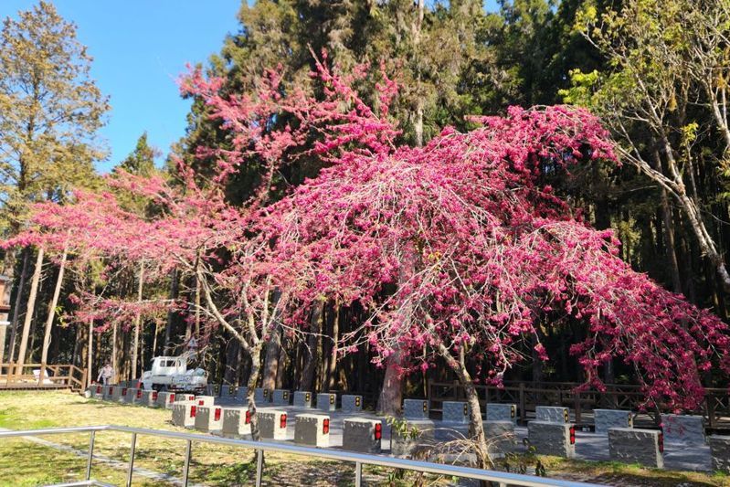 廣角鏡／阿裏山花季 假日交管